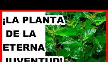 Esta planta cura la impotencia, nutre y regenera tus células de pies a cabeza: La eterna juventud