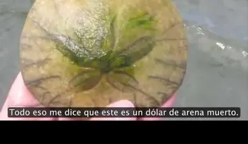 Ella encontró este extraño bicho en la arena. Pero mira cuando lo da vuelta? ! (VIDEO)