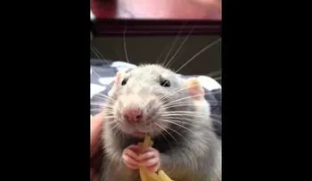 Ratón que come tallarines enternece en la red (VIDEO)