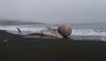 Una ballena varada con una extraña protuberancia causó sorpresa en las costas de Chile