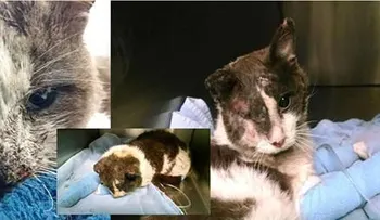 Fiscal dominicana de Passaic en NJ arresta tres niños por torturar un gato