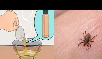 Potente remedio para eliminar las garrapatas y pulgas de su casa y de sus animales 