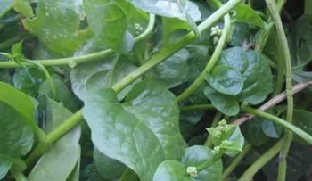 Las verduras de hoja verde cuidan el intestino