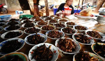 Guía viajera para comer insectos