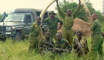 Cazadores matan a un emblemático elefante de colmillos gigantes de Kenya