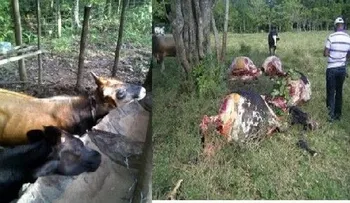 Ganaderos piden frenar cuatrerismo provincia Monte Plata