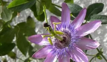 La pasiflora, maracuyá, flor de pasión, granadilla o chinola, es uno de los mejores remedios para los nervios, depresión y dolores menstruales