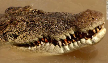 Legislador australiano culpa a la "estupidez humana" por ataque de cocodrilo