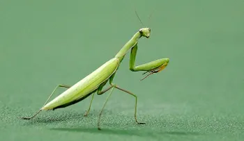 La tenebrosa imagen de una mantis devorando la cabeza de un pájaro inquieta a las redes