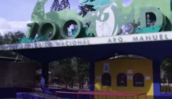 Un gorila se escapa del Zoológico (Video)