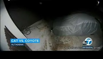 Un gato se enfrenta de tu a tu con un coyote y gana