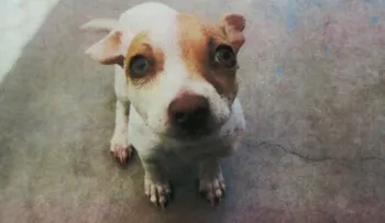 Este perrito dio positivo por metanfetaminas y heroína en un control antidrogas