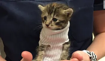 El poder de los gatos sobre la humanidad: ¿son tan buenos para la salud como crees?