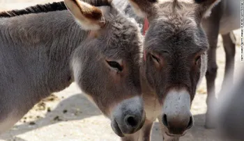 ¿Por qué China está comprando el suministro global de burros?