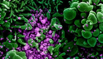 ¿Qué pasa si te infectas con dos variantes del coronavirus a la vez?