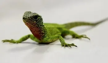 Descubren nueva especie de lagarto en parque natural de los Andes de Perú