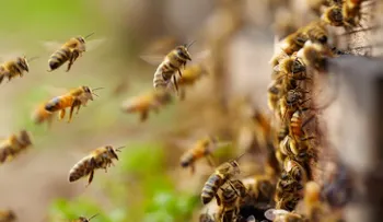 Descubren abejas pueden aprender a resolver operaciones matemáticas; su veneno tiene beneficios medicinales