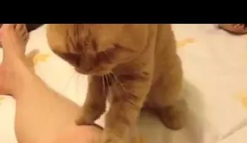 ¡Aquí está la razón del por qué a los gatos les gusta darte un masajito con sus patas!