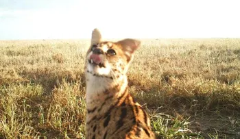 Los animales también sufrirán con el muro que pretende construir Trump en la frontera con México