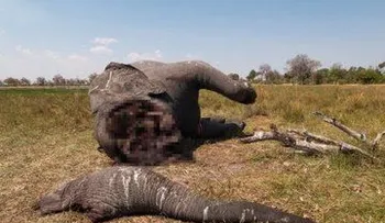 Un fotógrafo capta a un elefante matado brutalmente con la trompa y los colmillos cortados