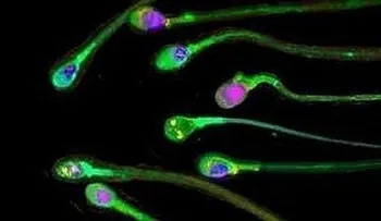 Los espermatozoides más rápidos son los más dotados para la fertilización