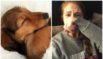 Científicos descubrieron qué sueñan los perros y resulta ser muy conmovedor