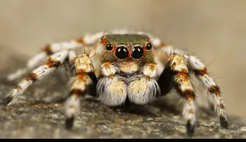 Descubren en Colombia una especie de tarántula que ataca de una manera inesperada