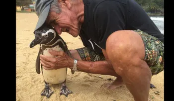 Dindim, el pingüino que cada año visita al hombre que le salvó la vida