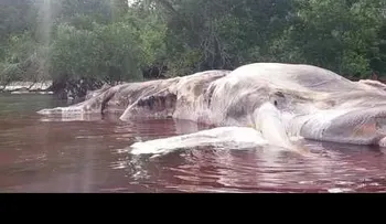 Cadáver gigante de una monstruosa criatura desconcierta a los científicos 
