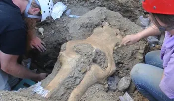 Hallazgo de cráneo completo de mamut pone en duda las teorías sobre estos animales