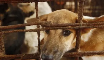 Presidente surcoreano plantea que se prohíba el consumo de carne de perro