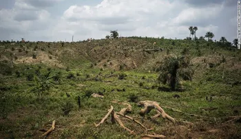 Este es el primer país en prohibir la deforestación