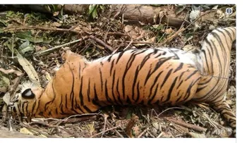 La manera brutal y absurda en que murió uno de los animales más raros del planeta 