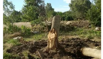 La foto en un árbol que ha dejado a todos boquiabiertos, por una razón poderosa 