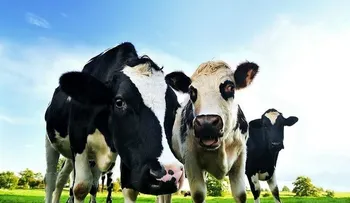 Pedos de vacas provocan explosión en Alemania