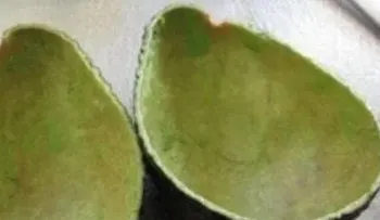 Las cáscaras de aguacate son un tesoro: para qué sirven