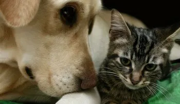 Estudio revela por qué los perros son más inteligentes que los gatos 