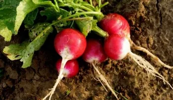 5 vegetales rojos que son ideales en tu salud