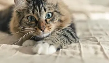 Descrubre por qué los gatos son más independientes que los perros