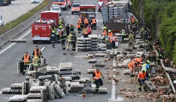 Miles de gallinas causan un caos vial en Austria