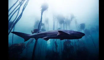 ¿De Hollywood al océano? Cómo un fotógrafo de celebridades se adentra en el mundo de los tiburones