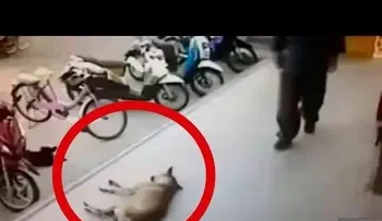 Perro valiente se defiende de ataque humano 