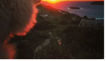 ¡Cuida gatos en una isla de Grecia!