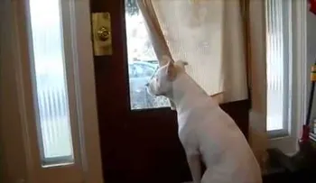 El perro más feliz del mundo al recibir a su amo