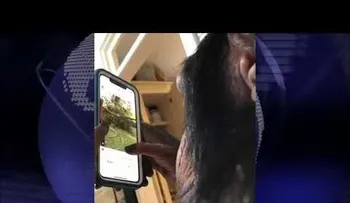 Video viral de chimpancé "enganchado" a Instagram