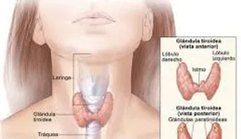  La glándula tiroides se cura de esta forma, pero los médicos nunca te lo dirán