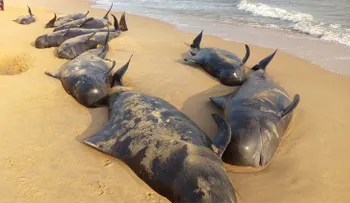 ¿Qué causó la extraña muerte de 100 ballenas en la costa de India?