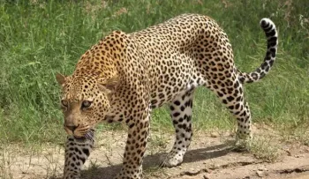 Una valiente madre rescata su hijo de las garras de un leopardo, tras perseguirlo por más de un kilómetro