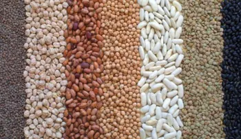 Legumbres, el alimento de 2016