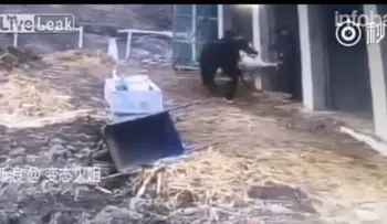 Perro ataca un caballo y luego a un hombre por los glúteos (VIDEO)